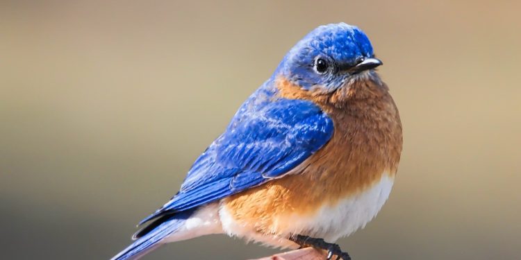 Image by Naturelady from Pixabay