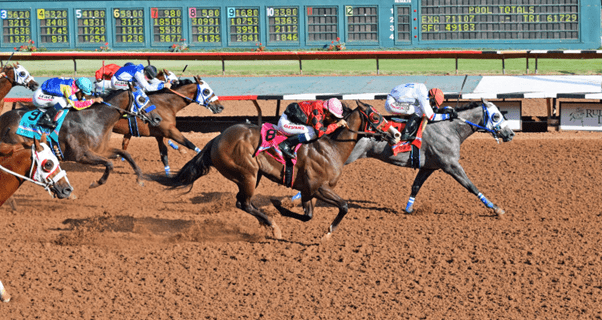 How to Pick a Winning Horse: Key Factors to Consider