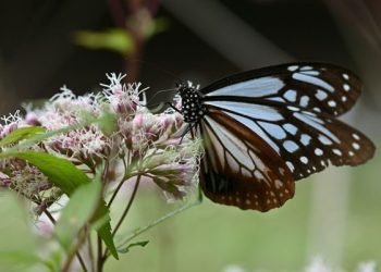 Image Credit: Nagara Oyodo from Unsplash.