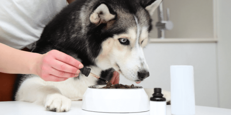 A husky dog eating food with supplements