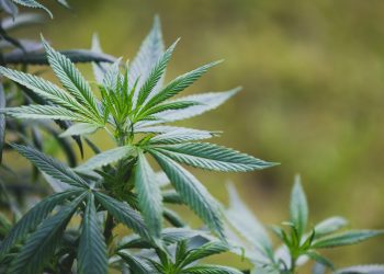 CBD concept. Top marijuana tree with green nature background.