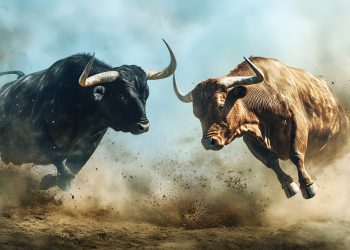 Fierce bulls fighting in dusty arena