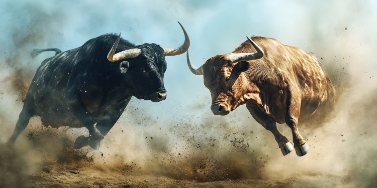 Fierce bulls fighting in dusty arena