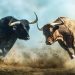 Fierce bulls fighting in dusty arena