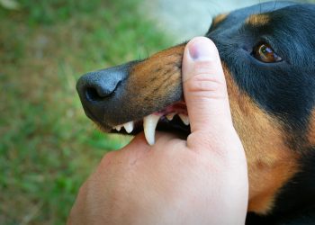 Vicious dog showing teeth and biting hand.
