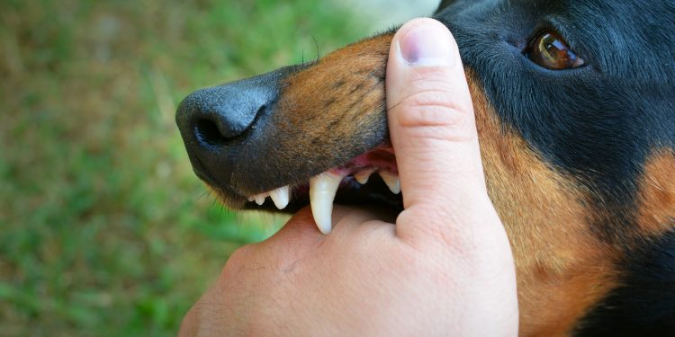 Vicious dog showing teeth and biting hand.