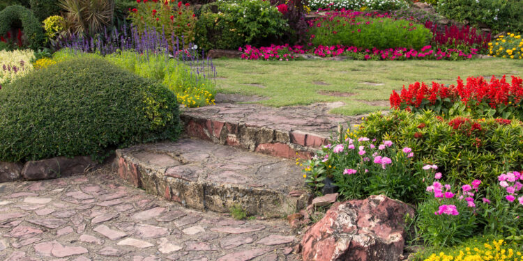 colorful flower in the garden