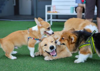 Happy dogs Welsh Corgi Pembroke with friends play and do exercise together in the pet park with artificial grass.