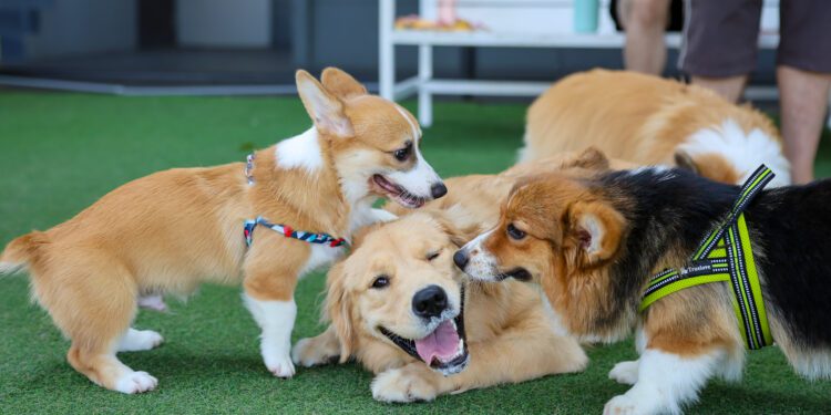 Happy dogs Welsh Corgi Pembroke with friends play and do exercise together in the pet park with artificial grass.