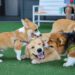 Happy dogs Welsh Corgi Pembroke with friends play and do exercise together in the pet park with artificial grass.