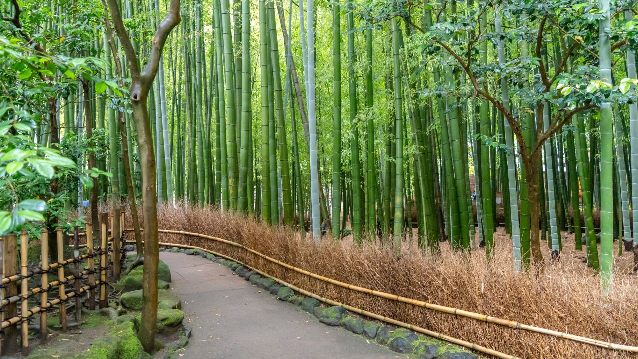 Bamboo Forest at Hokoku-ji
