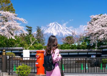 Tourist looking at Fuji mountain and cherry blossom in spring, Fujinomiya in Japan.