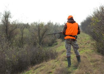 A man with a gun in his hands and an orange vest on a pheasant hunt in a wooded area in cloudy weather. Hunter with dogs in search of game.