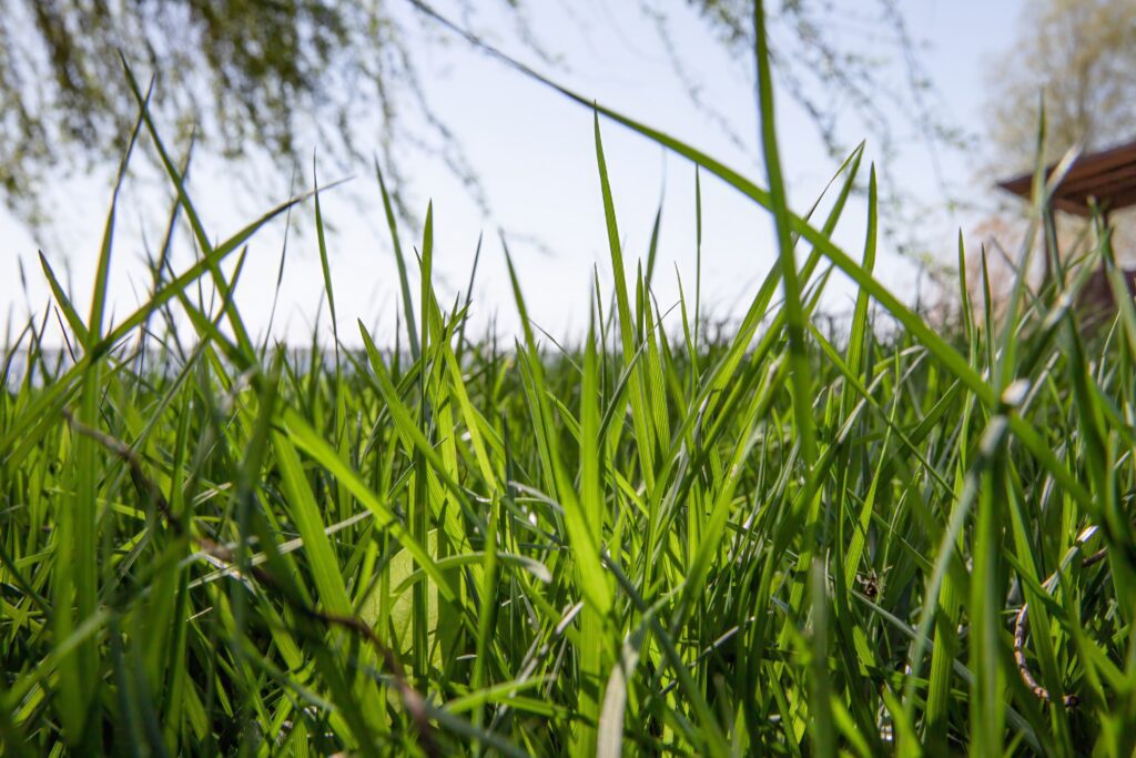 6 Essentials You Need for Electric Lawn Care