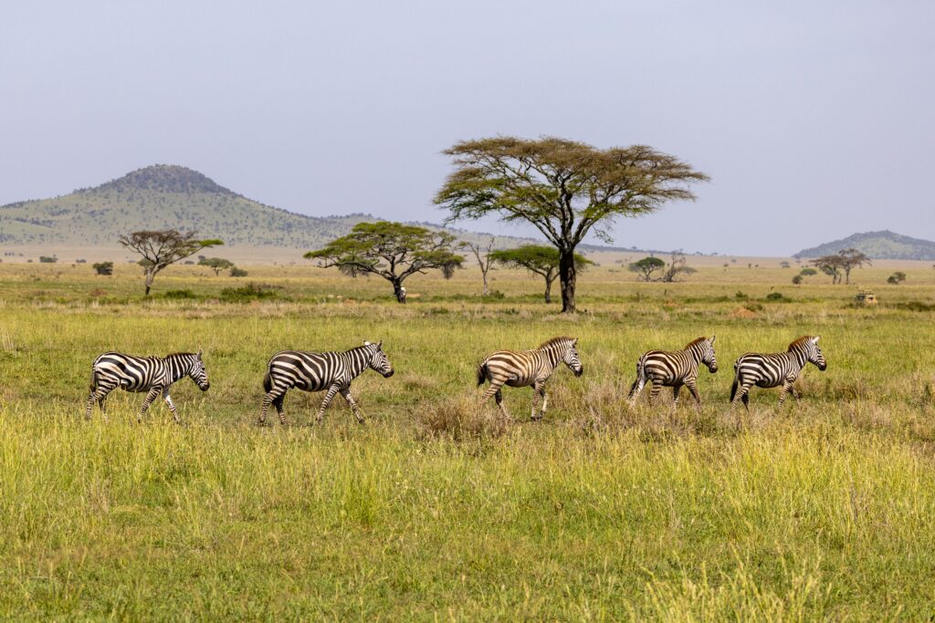 Why Wildlife Viewing Feels More Intense in Tanzania’s Open Landscapes