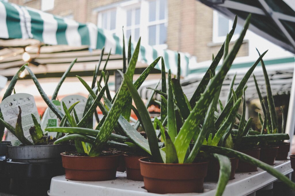 Bringing Nature Indoors: 5 Houseplants That Will Transform Your Health and Home
