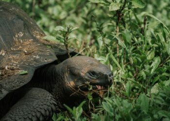 best luxury cruise to galapagos