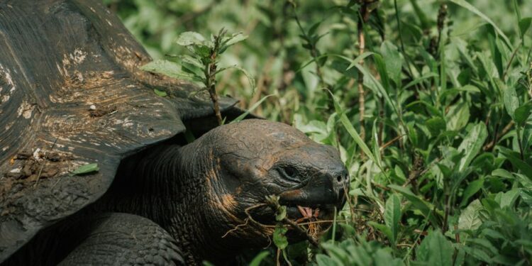 best luxury cruise to galapagos
