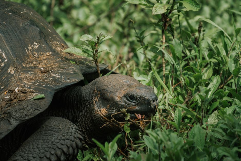 best luxury cruise to galapagos