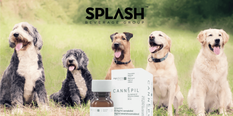 Splash Beverage Group Partnership with CannEpil to bring Epilepsy Drug to Canine Medicine