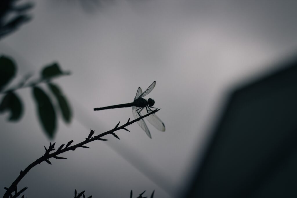 How to Keep Your Home Safe From Unwanted Pests