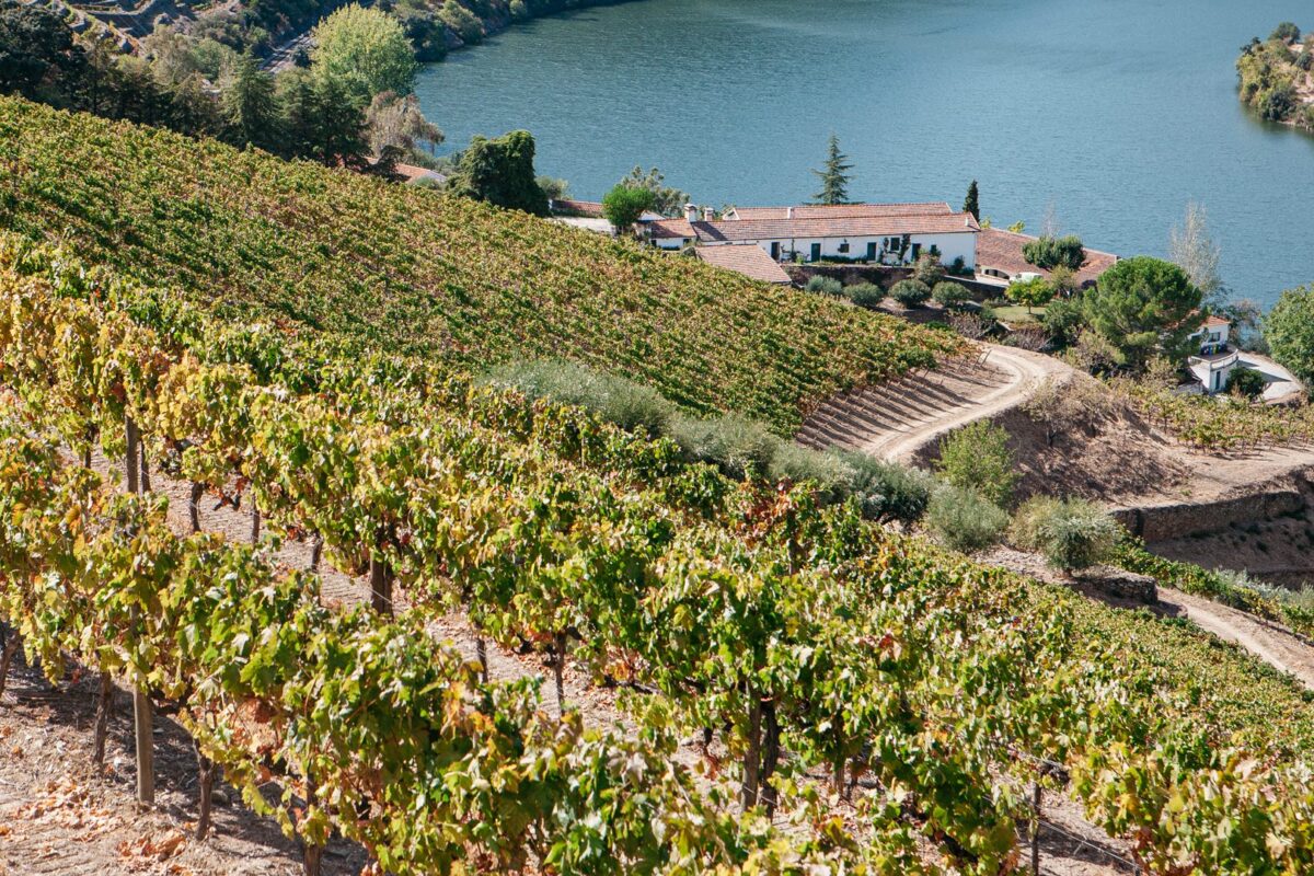 Taylor's - Quinta de Vargellas (2)